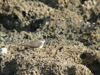 oiseau petit chevalier en Guadeloupe