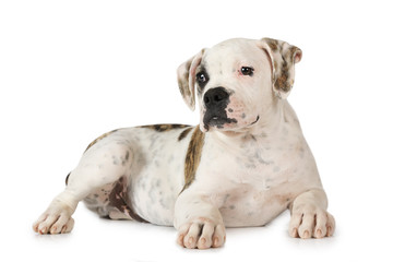 American Bulldog isolated on white