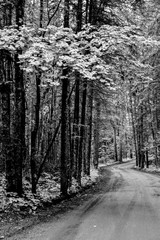Tree lined forest road with tall pines