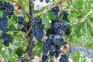 Multiple clusters of Zinfandel grapes, hanging from the vine