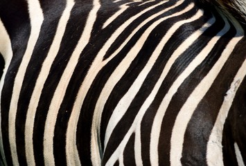 Fototapeta na wymiar Zebra black and white stripes background