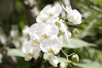Several white orchids in a greenhouse