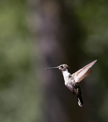 Naklejka na ściany i meble Hummingbirds