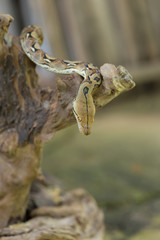 Reticulated python, Boa constrictor snake on tree branch