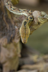 Reticulated python, Boa constrictor snake on tree branch