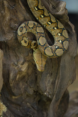 Reticulated python, Boa constrictor snake on tree branch