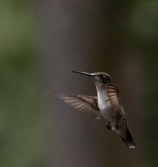 Fototapeta na wymiar Hummingbirds