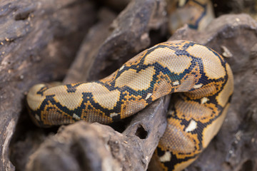 close up Pattern Boa Snake skin abstract textured