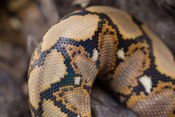 close up Pattern Boa Snake skin abstract textured