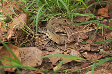 Boa Snake in the grass, Boa constrictor snake on tree branch