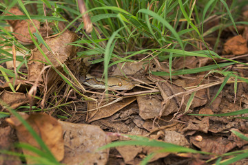 Boa Snake in the grass, Boa constrictor snake on tree branch