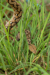 Boa Snake in the grass, Boa constrictor snake on tree branch