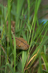 Boa Snake in the grass, Boa constrictor snake on tree branch