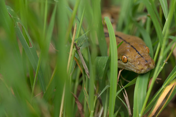 Boa Snake in the grass, Boa constrictor snake on tree branch