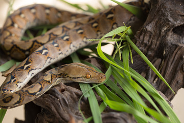 Reticulated python, Boa constrictor snake on tree branch