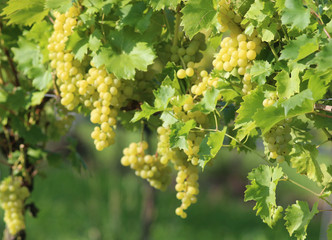 golden grapes in a vineyard