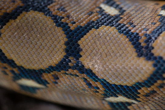 close up Pattern Boa Snake skin abstract textured