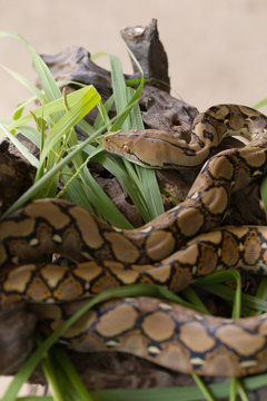 Reticulated python, Boa constrictor snake on tree branch