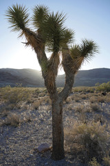 Joshua Tree in Mojave desert