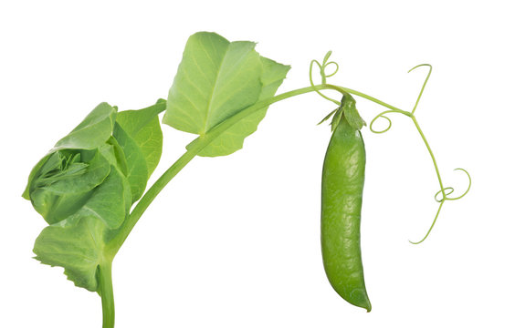 pea stem with green pod and leaves