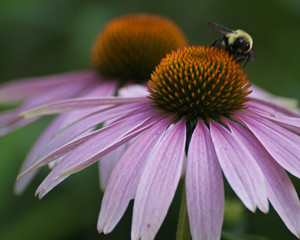 Flower and Bee