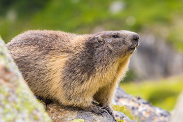 Marmotte sauvage dans les Alpes - Marmot in the Alps