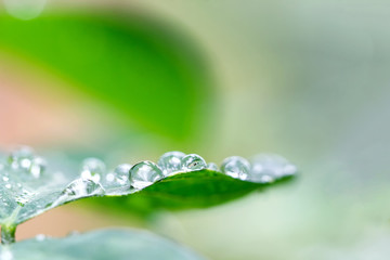 Rainy drop on green leaf