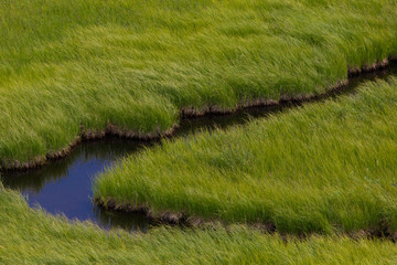 Grassy Marsh