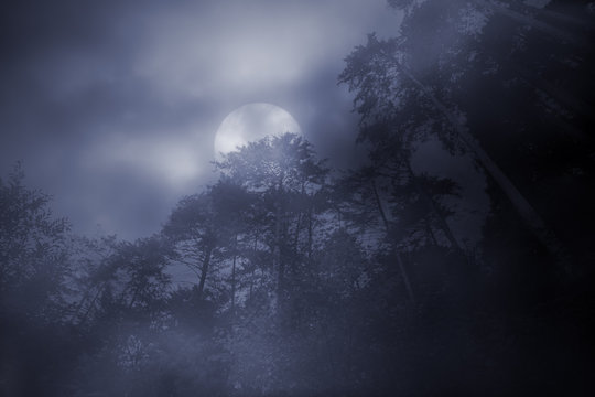 Fototapeta Woods in a foggy full moon night
