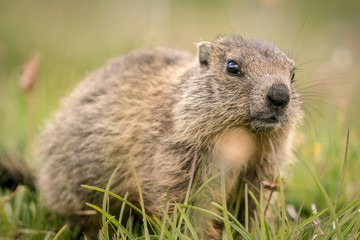 Portrait of a young marmot
