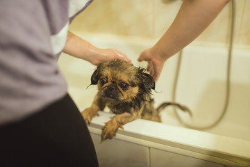 pekingese bath wet dog