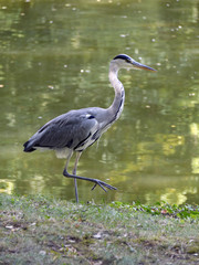 Ardea cinerea - grey heron