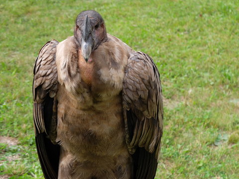 Condor (oiseau)