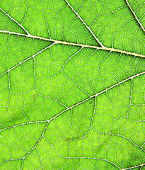 green leaf texture as background
