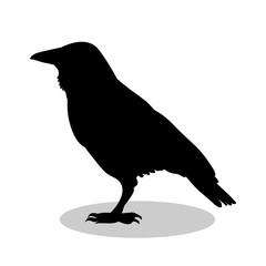 Raven bird  black silhouette animal