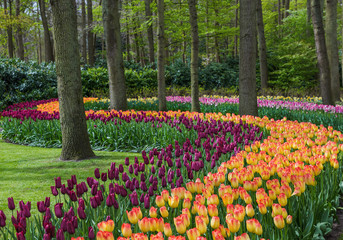 Flowers in garden Keukenhof Netherlands