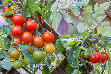 Bunches of red, orange and green cherry tomatoes growing on trellis in a garden