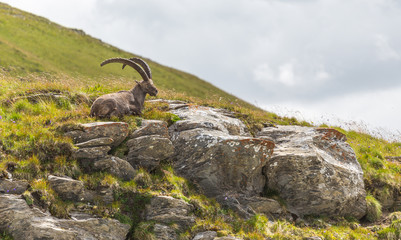 Old Alpine Ibex