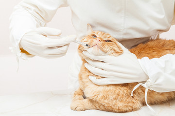 veterinary giving the vaccine to the ivory red cat