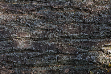 Bark of dark tree oak - texture background