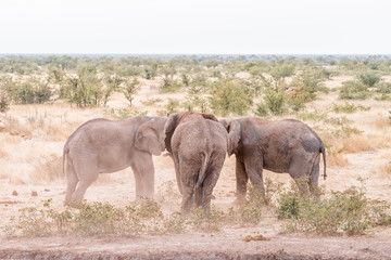 Two African elephants in a stand-off with another watching