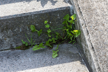 Löwenzahn auf einer Steintreppe
