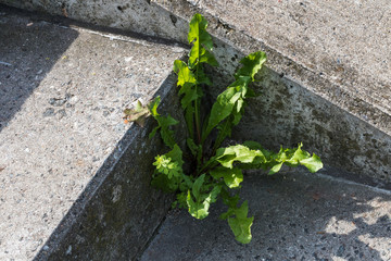 Löwenzahn auf einer Steintreppe