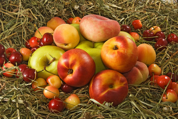 Fruit in basket in the garden closeup