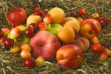 Fruit in basket in the garden closeup