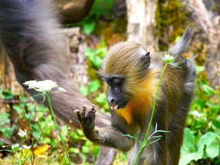 Mandrill