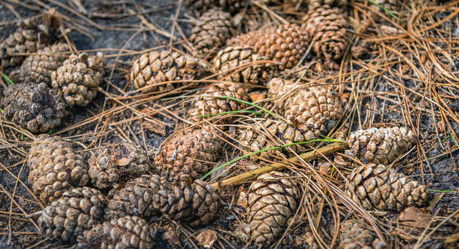 Pine cones and needles on the forest floor from close
