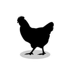 Chicken bird black silhouette animal