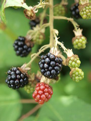 Brombeeren 