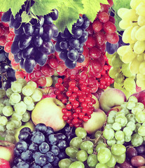 image of many fruit in garden close up